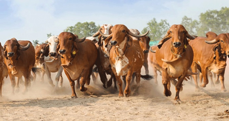 देसी गायों की संख्या बढ़ाने के लिए ब्राजील से 'गिर' नस्ल का सीमेन मंगाकर देश भर में बांटेगी मोदी सरकार | Dairy Today