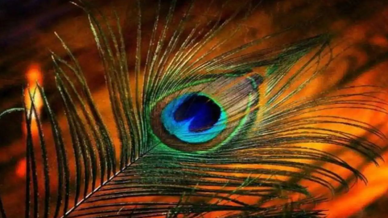 Know best remedies of peacock feather for happiness and prosperity | Mor Pankh Ke Upay : कान्हा की पूजा से लेकर बड़ी कामनाओं को पूरा करता है मोर पंख, जानें इससे जुड़े